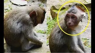Where Mummy ! Poor baby Jessie lost mom Sasha stay alone with sad face hungry milk so much.