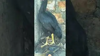 Bengum female | 7month age | hen | black Murgi #bengum #aseel #shamo