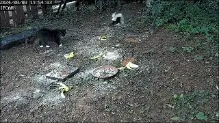 Skunk eating cat food cat wants cat food let's see who wins.