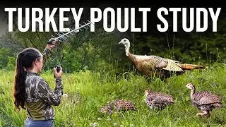 Tracking Turkey Success | Poult Survival Research in Kentucky