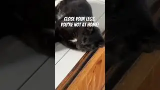 Close your legs, you&rsquo;re not at home! #cat #cats #catvideos #animals #thailand