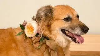 Garden Rose Dog Collar