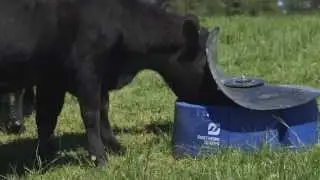 The Importance of Mineral Programs for Beef Cattle
