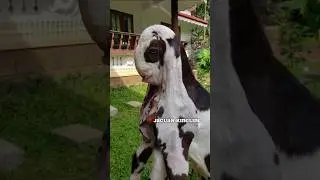 💥Hyderabadi goat kid extreme punch . . . . #explorepage #quality #bloodline