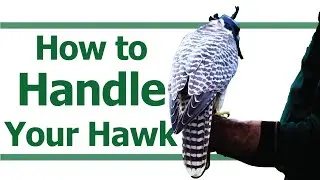 HOW TO HANDLE YOUR HAWK | How to walk with your hawk | How to pick up your hawk
