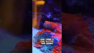Nothing Prettier Than Acanthophyllia coral