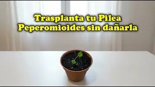 Trasplanta tu Pilea Peperomioides sin dañarla