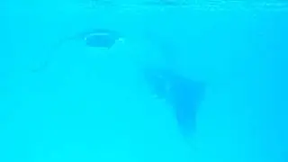 Sounds of Manta's