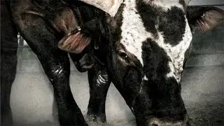 Bushwacker: The PBR Legend to Retire