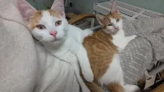 История о котятах, которые нашли своих хозяев 