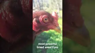 most powerful breed aseel Eyes#shortsसबसे शक्तिशाली नस्ल असील आंखें aseel#viral breed aseel
