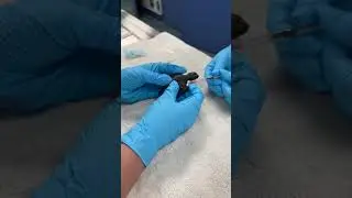 9/18/25 Facebook Live - Lili the baby Hawksbill