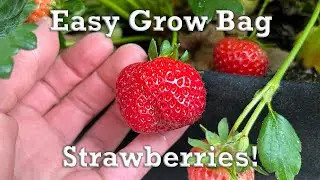 Grow More Strawberries |15 Gallon Grow Bag Strawberry Soil Amendments