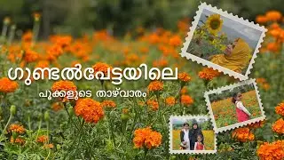 Gundlupet Vlog| Sunflowers Gundlupet Karnataka |Flower Farms | Village |Muthanga| Bandipur | Wayanad