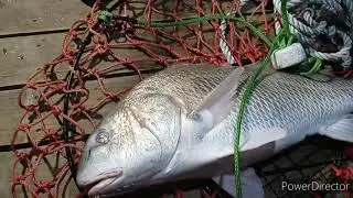 Capt. Eric help a fellow fisherman land his first monster of the new year!!!🤙