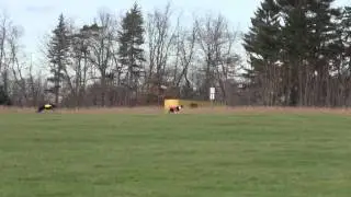 TSSC ASFA Coursing 12-04-2011 - Finals Borzoi Open
