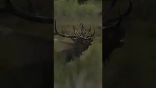 Fast Forward to September loud mouths in the Mtn&rsquo;s of Nevada! #elk #elkhunting #outdoors