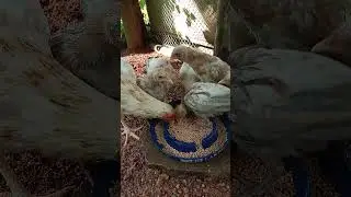 chicken #broodhen