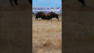 Epic Bison Battle #bison #bisonbattle #bisonfight #animalfight #rut #rutseason
