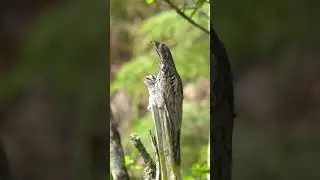 best brids photography🕊 #birds_captures #wildlifephotography #cutebirds #trendingshorts #shorts
