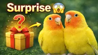 Bohot Bada Surprise Aane Wala Hai 😱 | My Pets Journey 