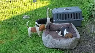 PUPPIES GALORE! Adoption day for Pocket and Standard Beagle babies