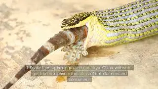 Snake Farming in China: The Shocking Process Behind Millions of Reptiles Raised for Medicine