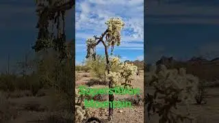 Lost Dutchman State Park Arizona.