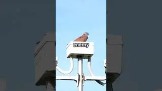 🐦 The CIA&rsquo;s Pigeon Spy Program &ndash; Real Birds, Real Espionage! 🕵️&zwj;♂️📷