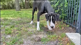 Funny Curious Great Dane Has Her First Chat With A Turtle