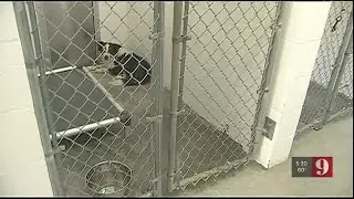 Video: Deputies investigate Sumter County Animal Shelter