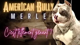 Merle American Bully - Est-ce un défaut génétique ou une souche spéciale ?!