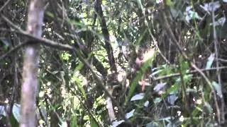 sau&aacute;,  Black-fronted Titi Monkey (Callicebus nigrifrons)(Primates)