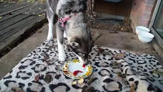 Luna Eating Apple Bits