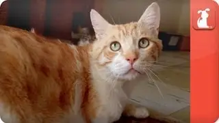 Unadoptables - Sweet, 3-legged cat searching for a home