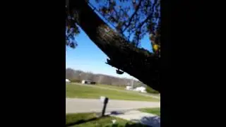 Cicada shells hanging on trees for months.