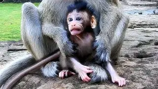It's so strange monkey Fauna gave birth subsequently / Newborn Farrah in good health & alert