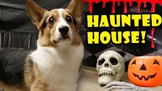 CORGI HAUNTED HOUSE! - Spooky Halloween Tunnel || Life After College: Ep. 568