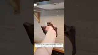 Found a small bat #bat #animals #pets #animalrescue #animalshorts