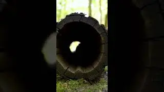 Tiger Cub Trapped in Total Darkness 🐯🪵 #TigerCubLove #AnimalRescue #Heartwarming