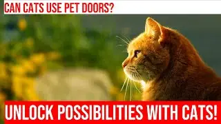 Train Your Cat to Use a Pet Door: A Comprehensive Guide