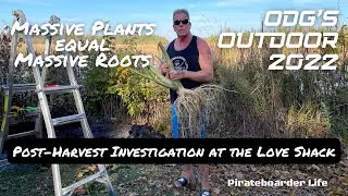 ODG&rsquo;s Outdoor 2022 Massive Plants equal Massive Roots&hellip;Post-Harvest Investigation at the Love Shack
