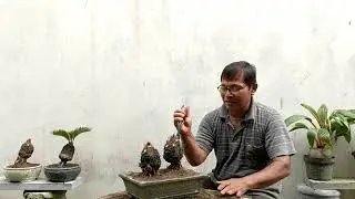 Membuat Bonsai Palem Sikas Sederhna