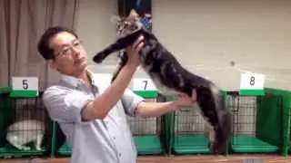 Chloe at BCF Catshow 1 HD