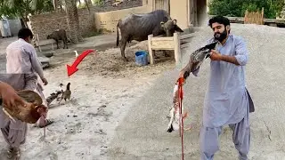 Ducks attack on new Duck | Ducks attack on hen | Apna Dihat