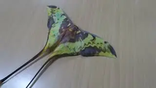 Malaysian Moon Moth, Actias maenas, male, Roing, Arunachal Pradesh, India, 4 Febr 2025 (1/2)