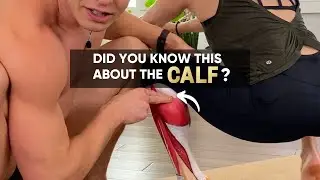 Anatomy of the calf muscles