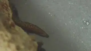 tiny baby reticulate moray eelP5281899