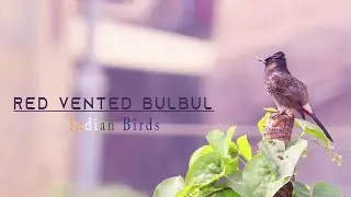 Indian Red Vented Bulbul Birds