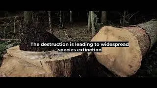The Great Polish Forest